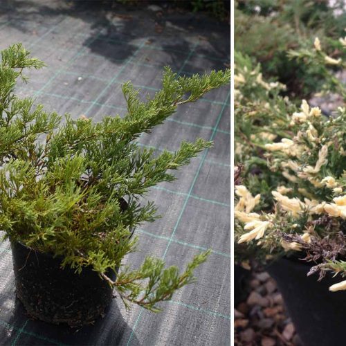 Juniper 'Andorra Compacta Variegata' (Juniperus Horizontalis)