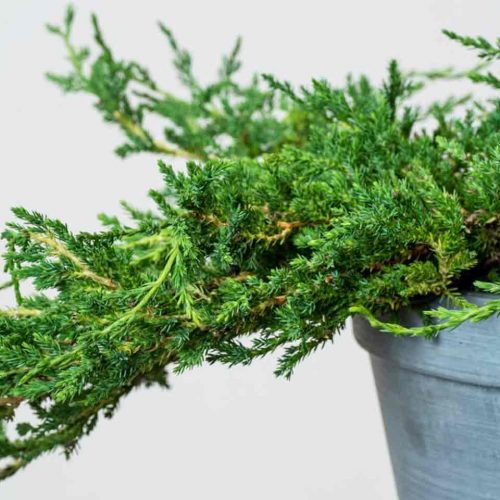 Juniper 'Prince Of Wales' (Juniperus Horizontalis)