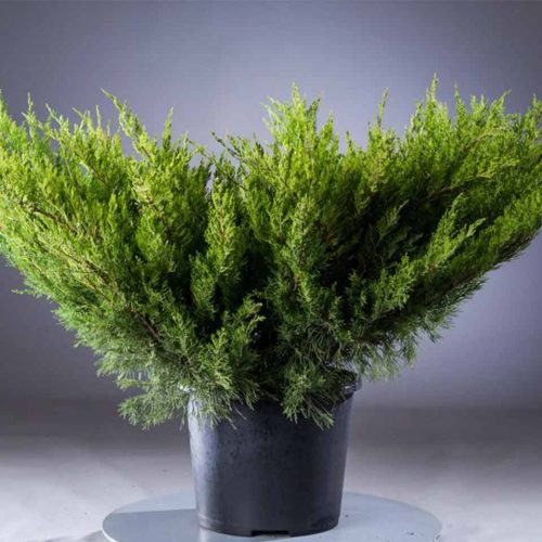Juniper 'Mint Julep' (Juniperus x Media)