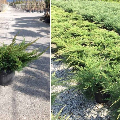 Juniper 'Gold Star' (Juniperus x Media)