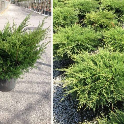 Juniper 'Old Gold' (Juniperus x Media)