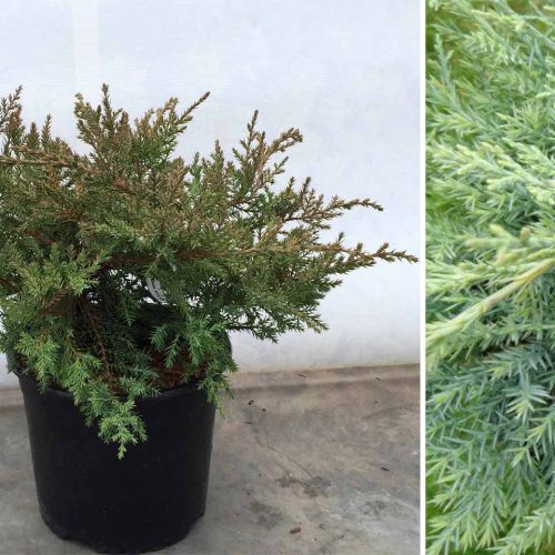 Juniper 'Pfitzeriana Compacta' (Juniperus x Media)
