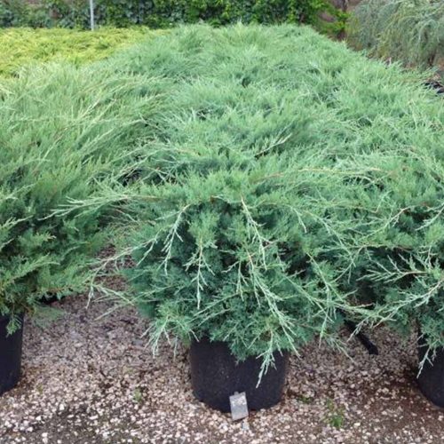 Juniper 'Pfitzeriana Glauca' (Juniperus x Media)