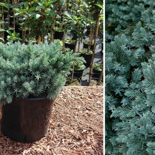 Juniper 'Blue Star' (Juniperus Squamata)