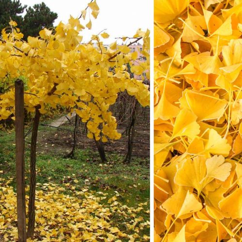 Ginkgo Biloba Pendula (Weeping Maidenhair Tree) - Feathered