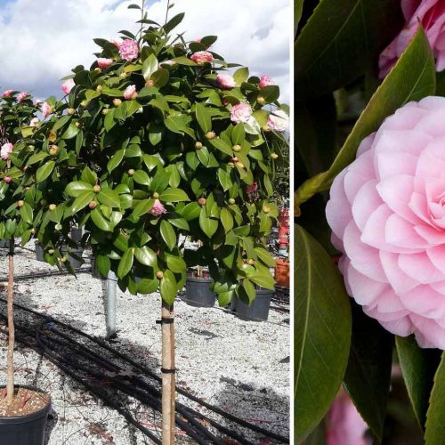 Camellia Japonica (Japanese Rose) - Half Standard