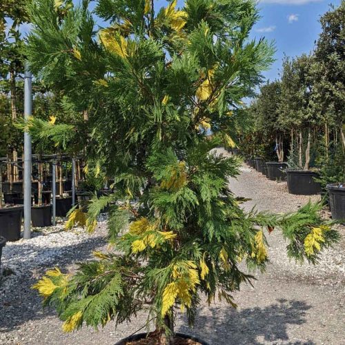 Variegated Incense Cedar (Calocedrus Decurrens ‘Aureovariegata’) – Shrub