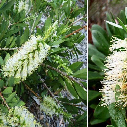 Callistemon Citrinus 'White Anzac' (Bottlebrush 'White Anzac') - Shrub