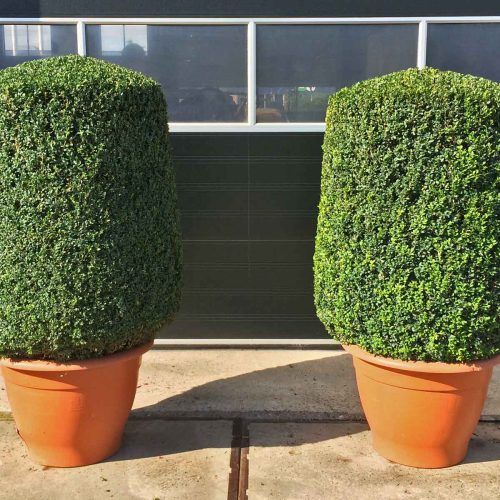 Buxus Sempervirens (Common Box) - Cylinder