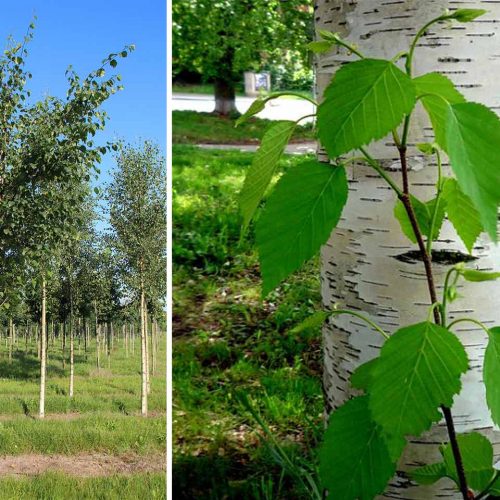 Betula Papyrifera (Paper Birch) - Standard