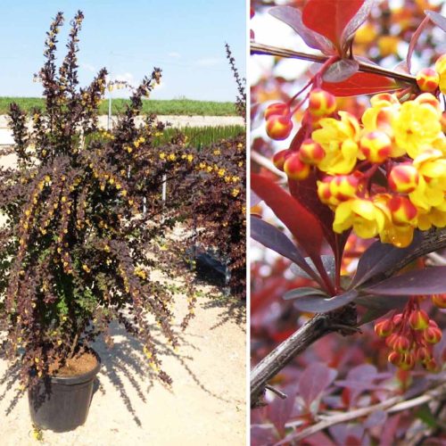 Berberis x Ottawensis 'Superba' (Barberry 'Superba') - Shrub