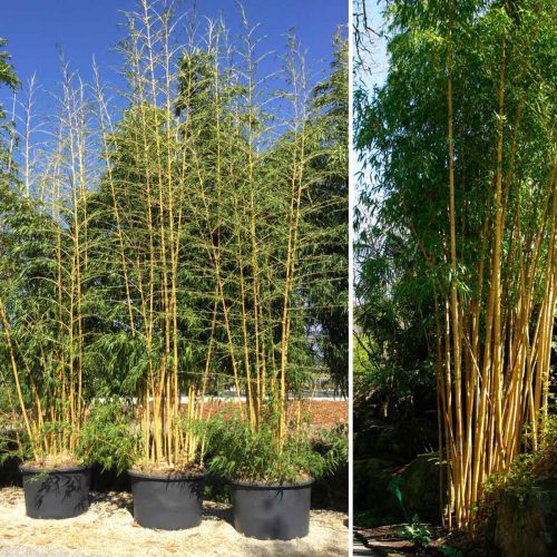 Giant Bamboo 'Aureocaulis' (Bambusa Phyllostachys Vivax 'Aureocaulis')