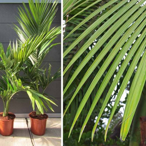 Alexandra Palm (Archontophoenix Alexandrae)