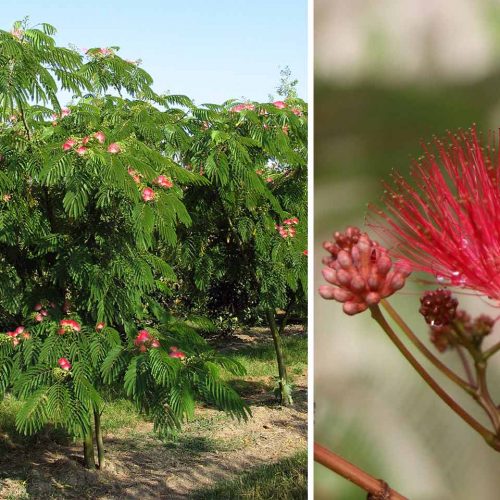 Albizia Julibrissin 'Ombrella' (Silk Tree 'Ombrella') - Multi-Stem