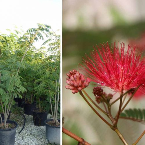 Albizia Julibrissin 'Ombrella' (Silk Tree 'Ombrella') - Shrub