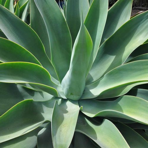 Agave Attenuata (Foxtail Agave)
