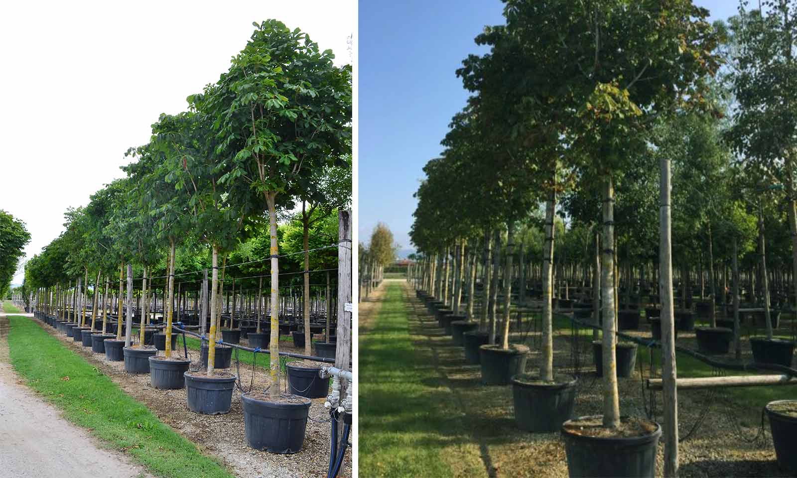 Aesculus Hippocastanum Baumannii (Baumann's Horse Chestnut) - Extra