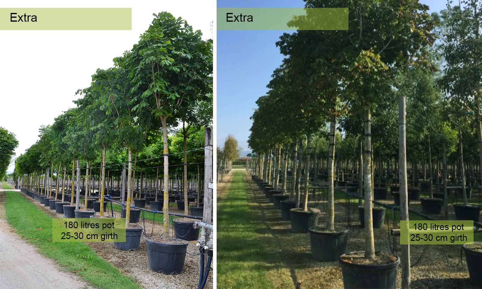 Aesculus Hippocastanum Baumannii (Baumann's Horse Chestnut) - Extra - Image 2