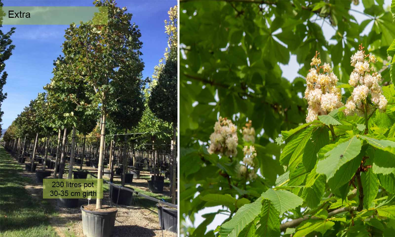 Aesculus Hippocastanum Baumannii (Baumann's Horse Chestnut) - Extra - Image 3