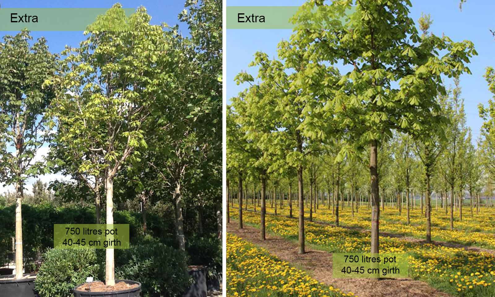 Aesculus Hippocastanum Baumannii (Baumann's Horse Chestnut) - Extra - Image 4