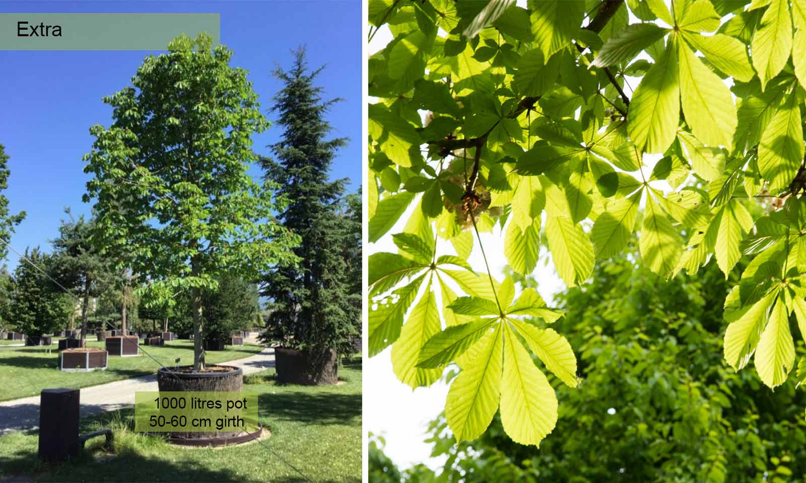 Aesculus Hippocastanum Baumannii (Baumann's Horse Chestnut) - Extra - Image 5
