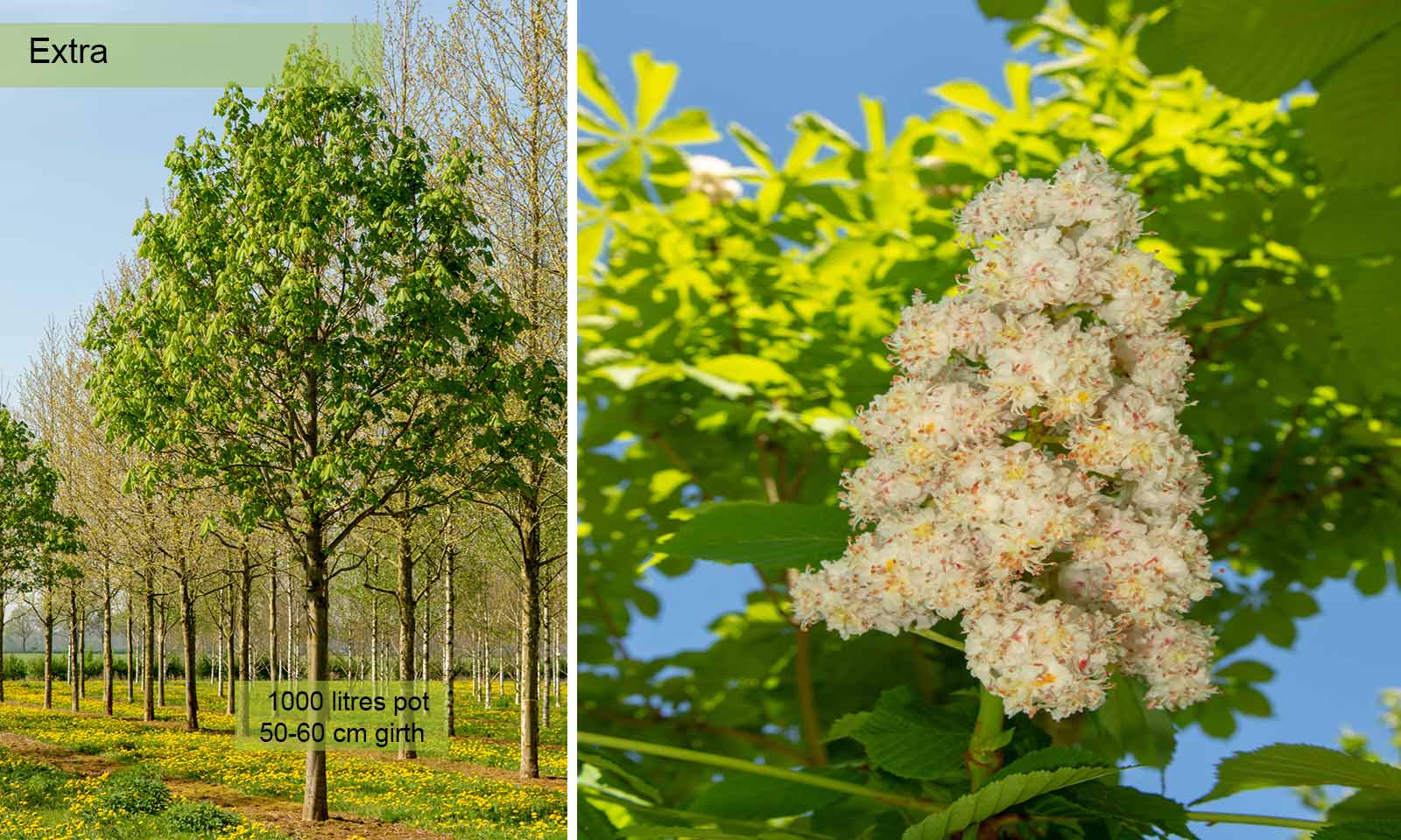 Aesculus Hippocastanum Baumannii (Baumann's Horse Chestnut) - Extra - Image 6