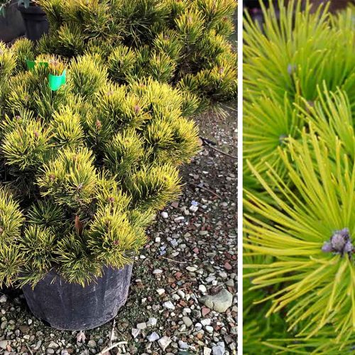 Dwarf Mountain Pine 'Winter Gold' (Pinus Mugo 'Winter Gold')