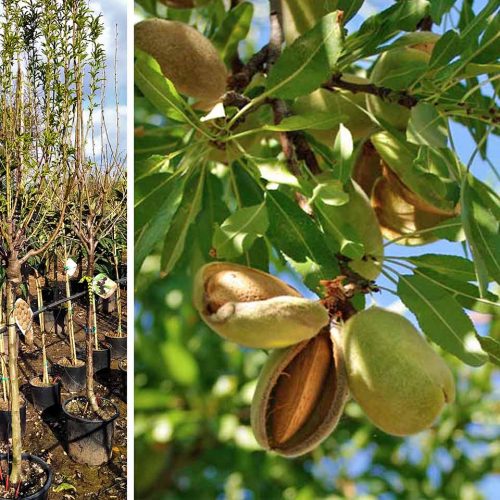 Sweet Almond Tree (Prunus Dulcis) - Half Standard