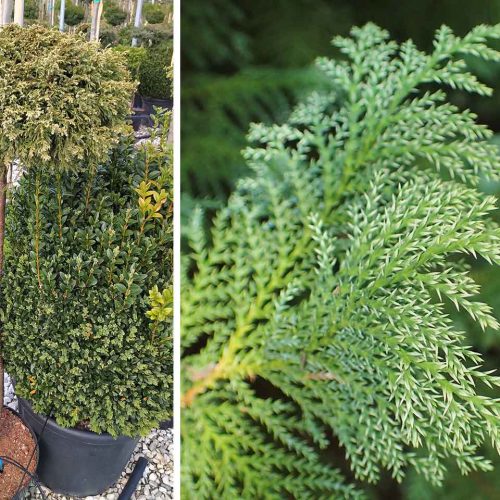 Sawara Cypress 'Snow' (Chamaecyparis Pisifera 'Snow') - Half Standard