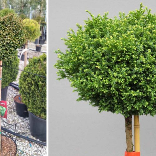 Sawara Cypress ‘Spaan's Cannonball’ (Chamaecyparis Pisifera ‘Spaan's Cannonball’) - Half Standard