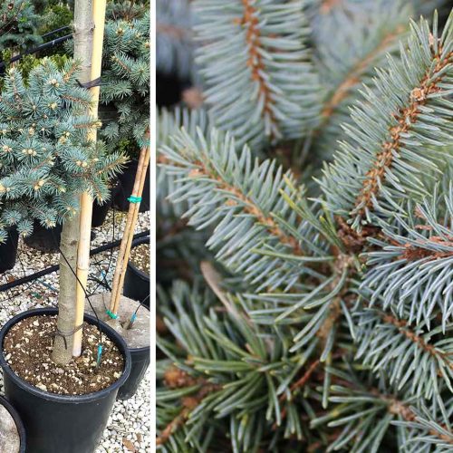 Colorado Spruce 'Glauca Globosa' (Picea Pungens 'Glauca Globosa') - Half Standard