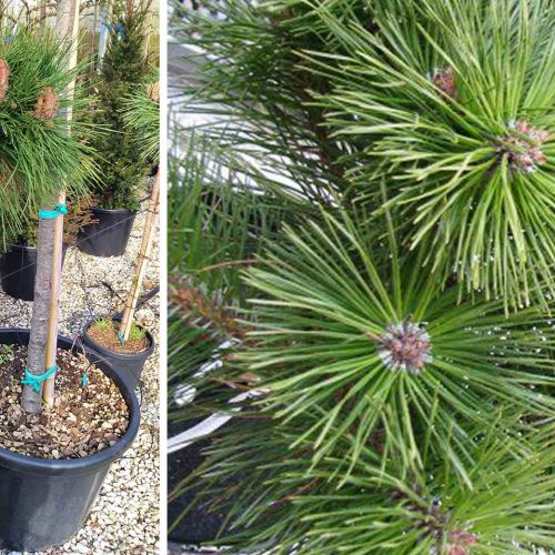 Dwarf Austrian Pine 'Pierrick Bregeon' (Pinus Nigra 'Brepo') - Half Standard