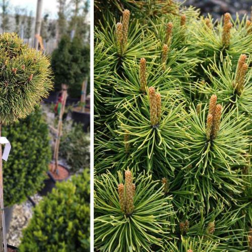 Dwarf Mountain Pine 'Winter Sun' (Pinus Mugo 'Winter Sun') - Half Standard