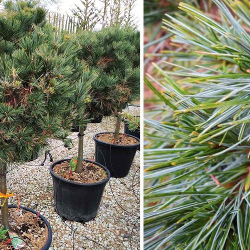 Pinus Strobus 'Minima' (Eastern White Pine) - Quarter Standard