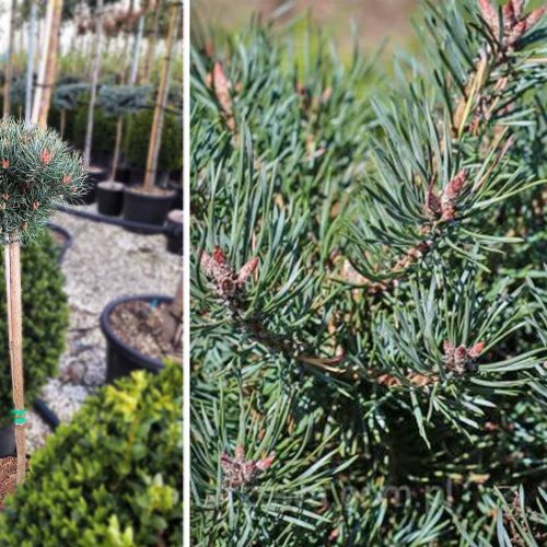 Scots Pine 'Martham' (Pinus Sylvestris 'Martham') - Half Standard