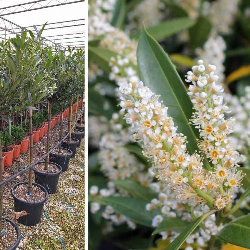 Cherry Laurel 'Otto Luyken' (Prunus Laurocerasus 'Otto Luyken') - Half Standard