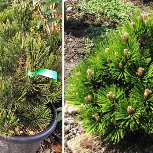 Bosnian Pine 'Compact Gem' (Pinus Heldreichii 'Compact Gem')