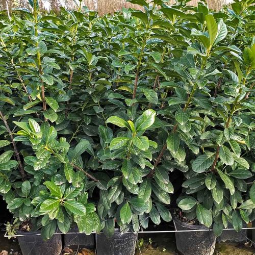 Cherry Laurel 'Novita' (Prunus Laurocerasus 'Novita') - Shrub