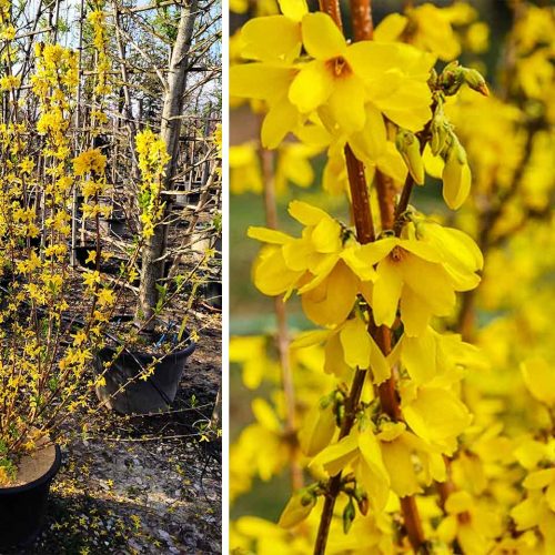 Forsythia x Intermedia (Golden Bell) - Shrub