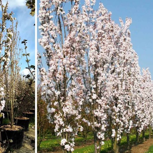 Japanese Flowering Cherry 'Amanogawa' (Prunus Serrulata 'Amanogawa')