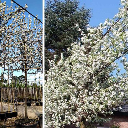 Pyrus Calleryana 'Chanticleer' (Callery Pear) - Standard Pleached