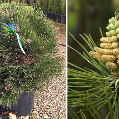 Dwarf Austrian Pine, Black Pine 'Nana' (Pinus Nigra Austriaca 'Nana')