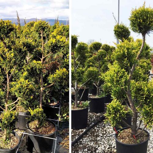 Golden Leyland Cypress 'Castlewellan Gold' (Cupressocyparis Leylandii) - Pom Pon