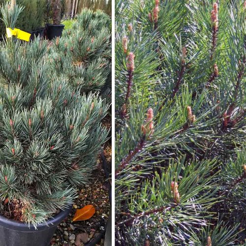 Scots Pine 'Watereri' / Glauca Nana (Pinus Sylvestris 'Watererii')