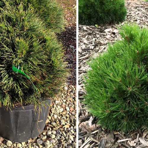 Dwarf Mountain Pine 'Varella' (Pinus Mugo 'Varella')