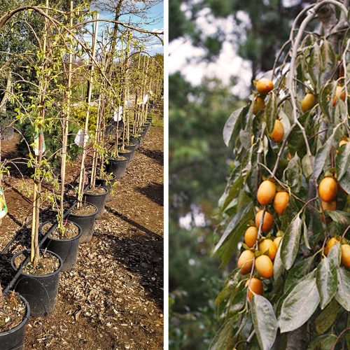 Diospyros Kaki Pendula (Japanese Persimmon / Kaki)