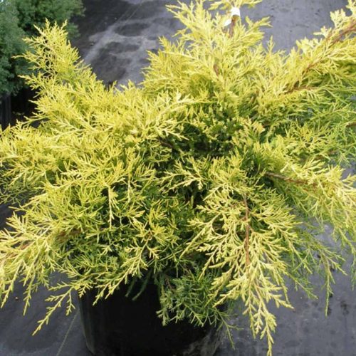 Juniper 'Gold Coast' (Juniperus x Media)