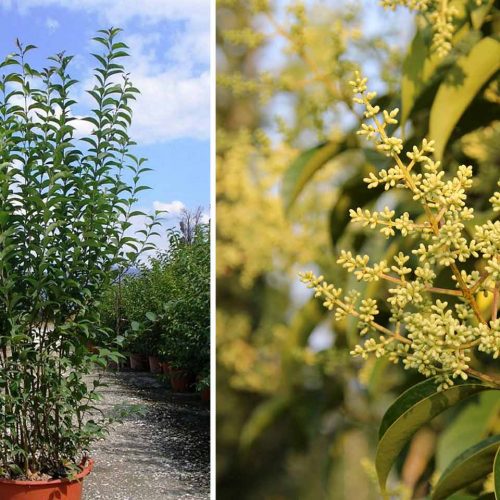 Ligustrum Japonicum – Shrub