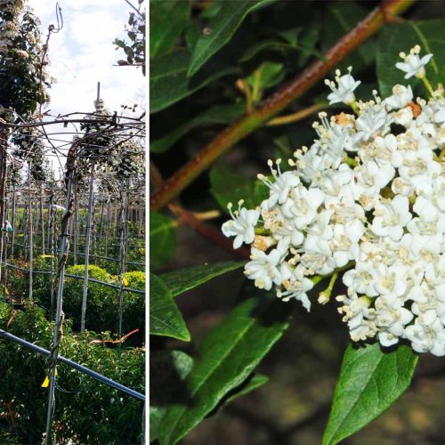 Viburnum Tinus 'Eve Price' (Laurustinus) – Standard