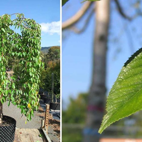 Weeping Higan Cherry (Prunus Subhirtella Pendula) - Standard